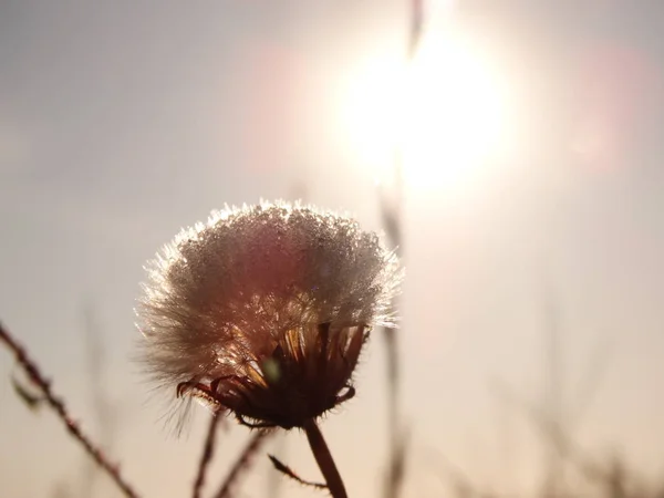 Wild Flower Sunrise — Stock Photo, Image