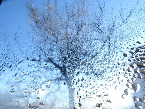 Árbol Detrás Una Ventana Húmeda —  Fotos de Stock