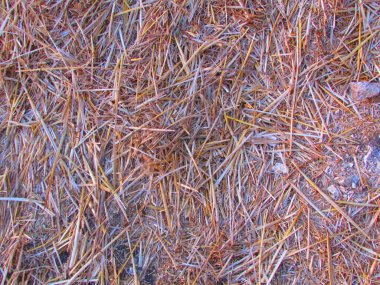 Kuru saman Pack arka plan