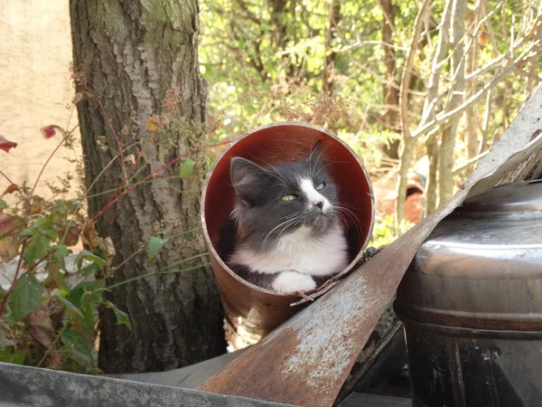 Bir Boru Bakmak Yavru Kedi — Stok fotoğraf
