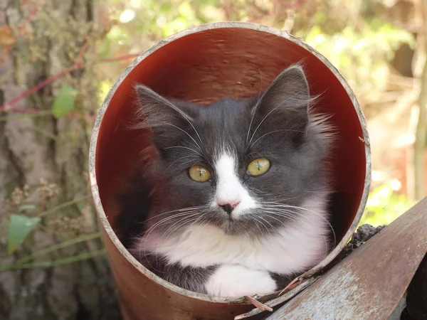 Bir boru bakmak yavru kedi
