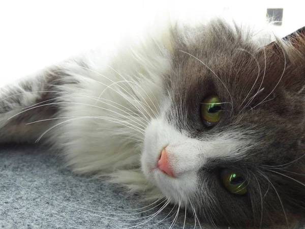 緑目のグレーと白のふわふわ猫 — ストック写真