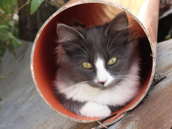 Kätzchen Guckt Aus Einem Rohr — Stockfoto