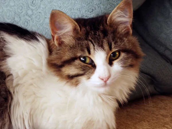 甘いローンアンテ若い猫 — ストック写真