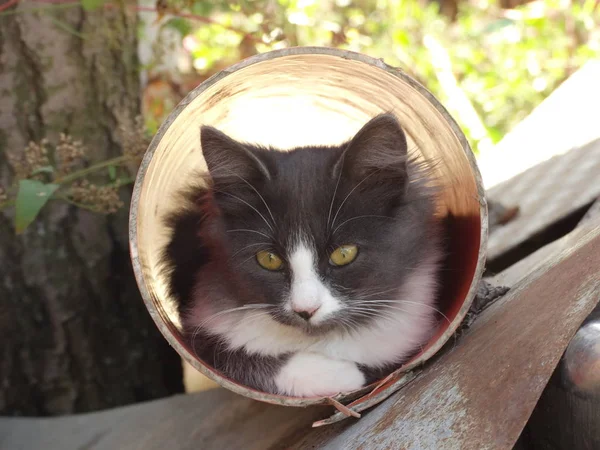 Chat Triste Images Libres De Droit Photos De Chat Triste Depositphotos Chat Triste Images Libres De Droit Photos De Chat Triste Depositphotos