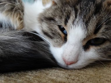 Meşin genç kanepede uyuyan kedi