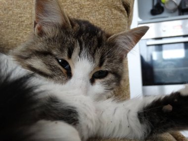 Meşin genç kanepede uyuyan kedi