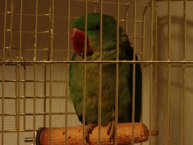 Kafesteki yeşil papağan