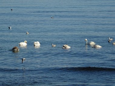 Deniz suyundaki kuğu