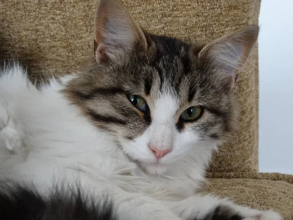 Roan Young Cat นอนบนโซฟา — ภาพถ่ายสต็อก