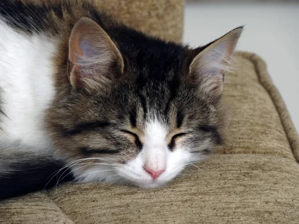 Roan Jonge Kat Slapen Een Sofa — Stockfoto