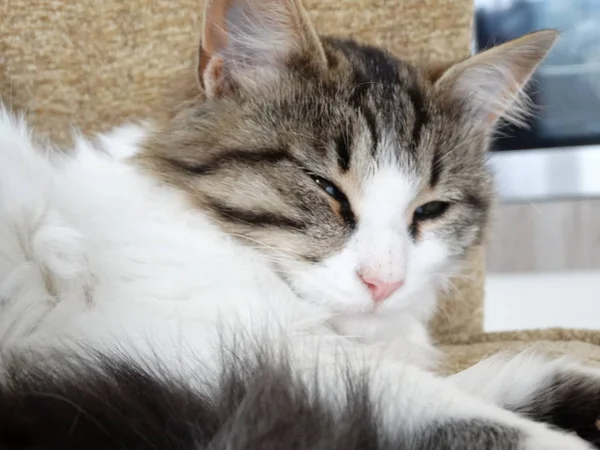 ソファの上で眠っているローンアンテ若い猫 — ストック写真