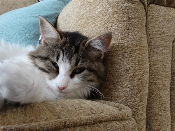 罗恩小猫睡在沙发上 — 图库照片