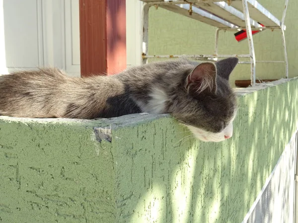 Derin Uyku Açık Gri Kedi — Stok fotoğraf