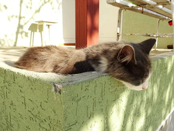 Сірий Кіт Глибокий Сон Відкритий — стокове фото