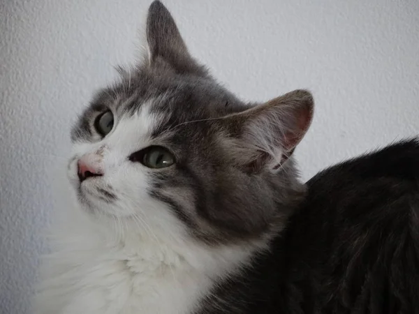 회색과 고양이파스타와 화이트에 — 스톡 사진