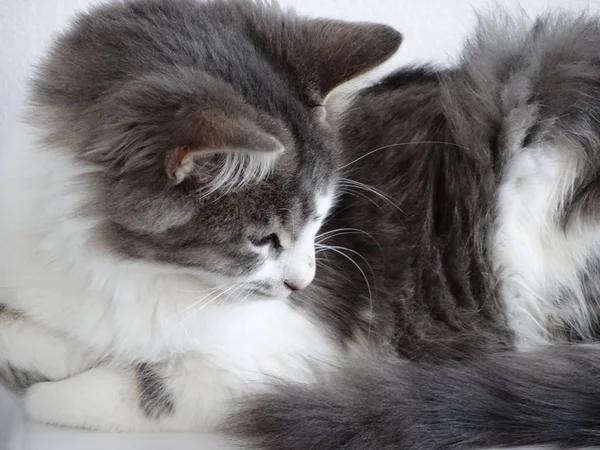 グレーと白の子猫 — ストック写真