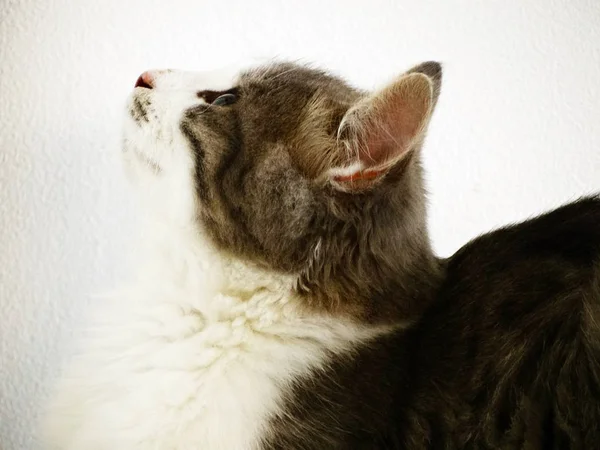 ローンアンテ若い猫プロフィール — ストック写真