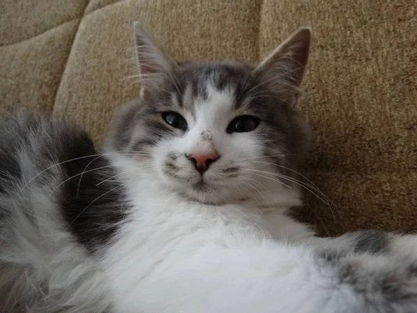 Funny Kočka Selfie — Stock fotografie