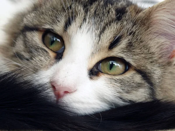 Rüya Yavru Kedi Gözleri — Stok fotoğraf