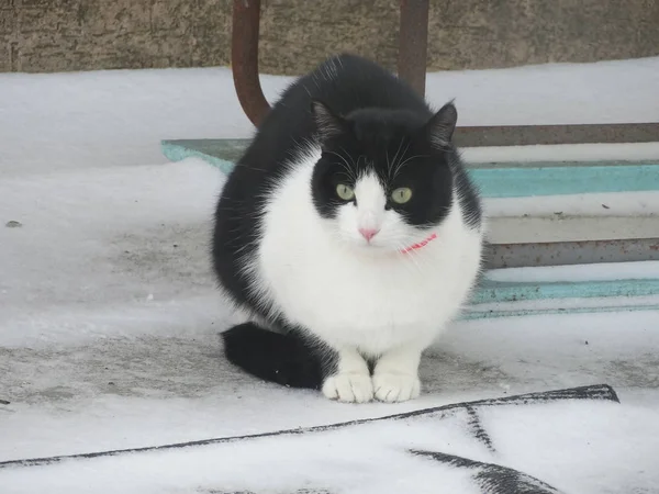 Zwarte Witte Kat — Stockfoto