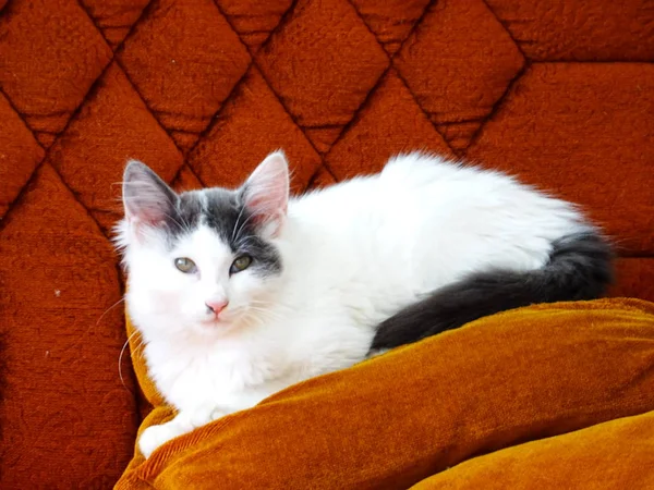 茶色のソファの上の白い子猫 — ストック写真