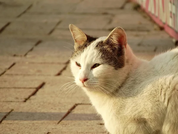 Dakloze Witte Kat Straat — Stockfoto