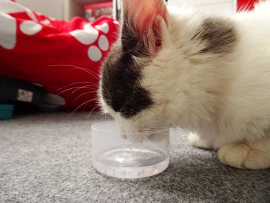 Beyaz Kiitten içme suyu