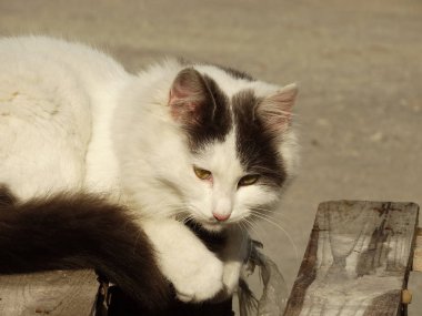 Güzel beyaz kabarık kedi
