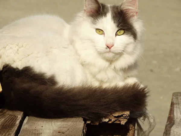 Schöne Weiße Flauschige Katze — Stockfoto