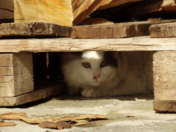Weißes Kätzchen Versteckt Sich Unter Einem Wald — Stockfoto