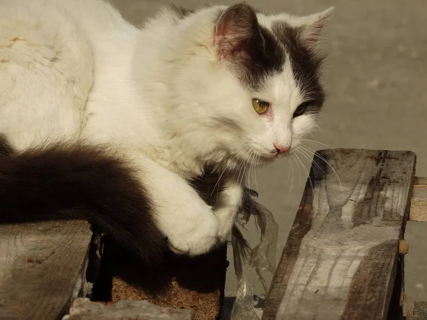 Schöne Weiße Flauschige Katze — Stockfoto