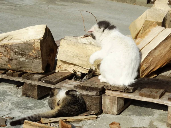 屋外を撚る小さな子猫 — ストック写真