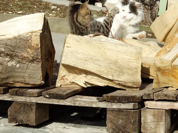 Pequeños Gatitos Jugando Aire Libre — Foto de Stock