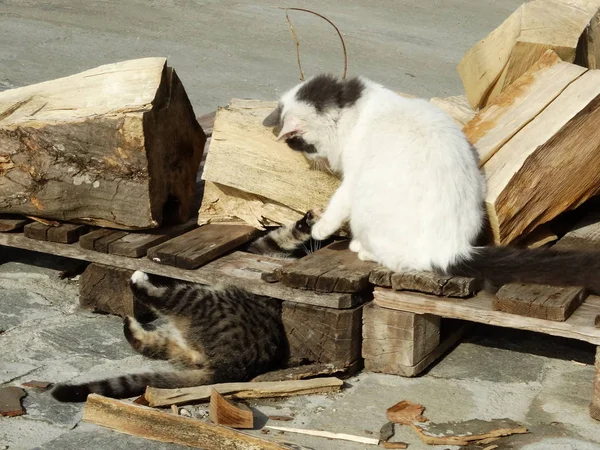 Маленькие Котята Играют Открытом Воздухе — стоковое фото