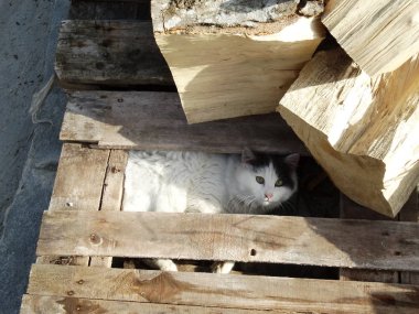 Ahşap Komiteler arkasına saklanarak beyaz yavru kedi