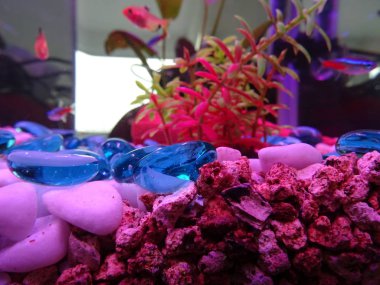 Akvaryum dekorasyon Neon ışık altında