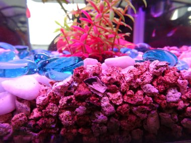 Akvaryum dekorasyon Neon ışık altında