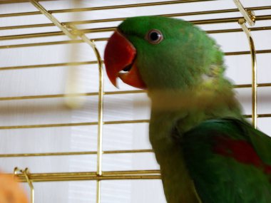 Kafesteki yeşil papağan