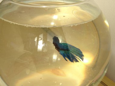 Mavi daha iyi balık yuvarlak bir akvaryum içinde izole