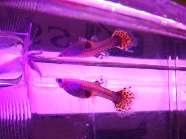 Guppy balık Neon ışık altında