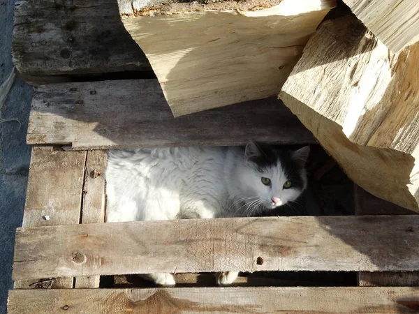 Chaton Blanc Caché Derrière Des Planches Bois — Photo