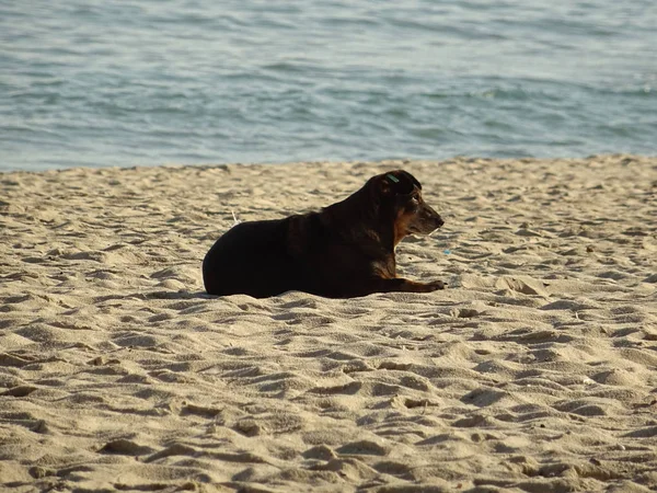 Cão Praia — Fotografia de Stock