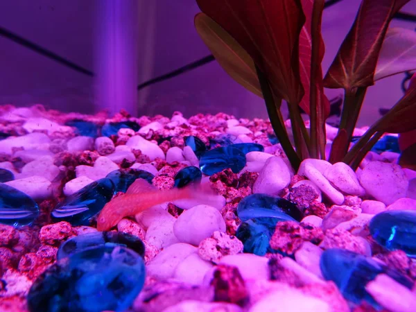 Aquariendekoration Unter Neonlicht — Stockfoto