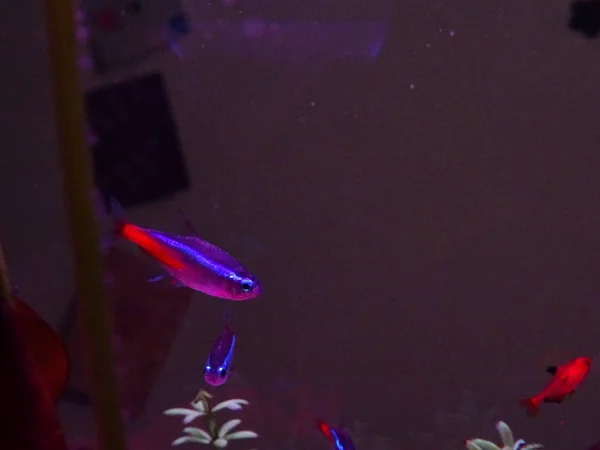 Neon Fisk Akvarium - Stock-foto