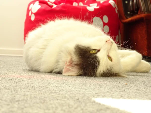 바닥에 잠자는 고양이 — 스톡 사진
