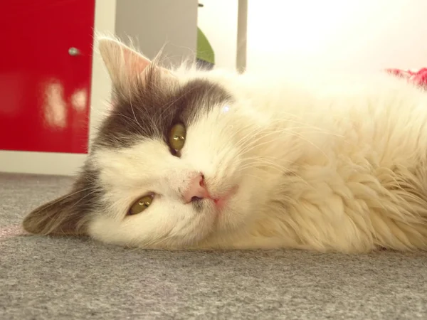 床に眠そうな白い子猫 — ストック写真