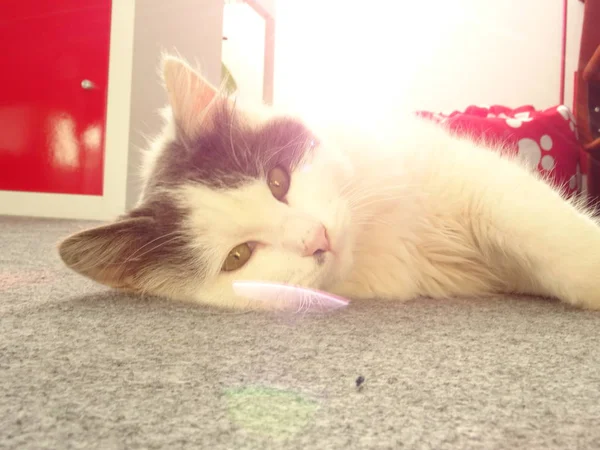 Ospalý Bílé Kotě Podlaze — Stock fotografie