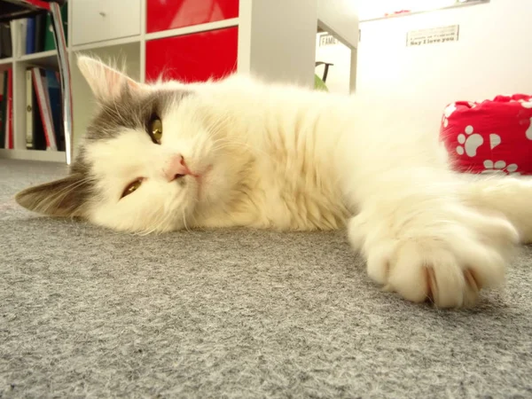 Sleepy White Kitten on the Floor