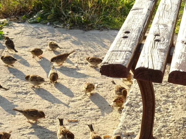 地面に無料スズメ — ストック写真